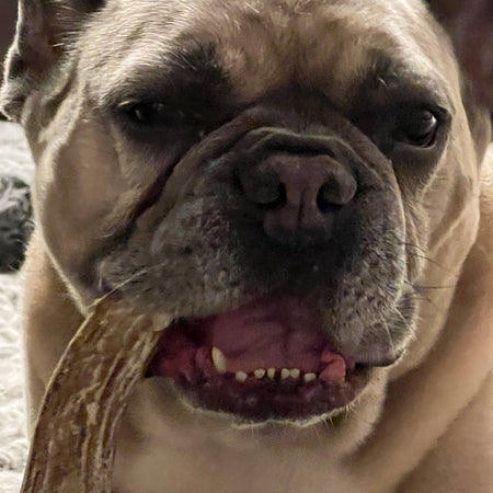 Bob the French Bulldog chewing on a dog treat.