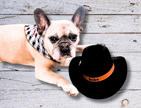 Bobo the French Bulldog in a bandana lying next to a black cowboy hat.  