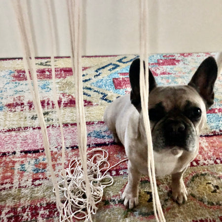 Bobo the French Bulldog peeking through a macrame project.