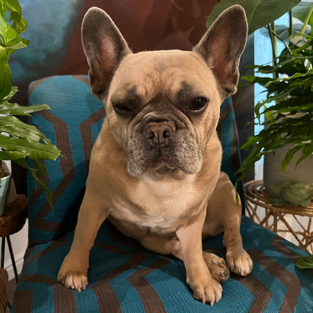 Bobo the French Bulldog sitting on a teal and brown patterned chair, plants around him.